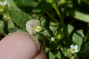 American bird's foot trefoil,