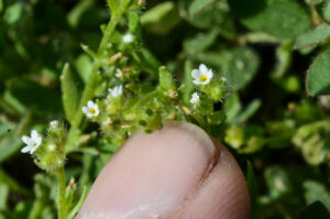 Cryptantha sp.