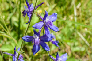 Meadow larkspur