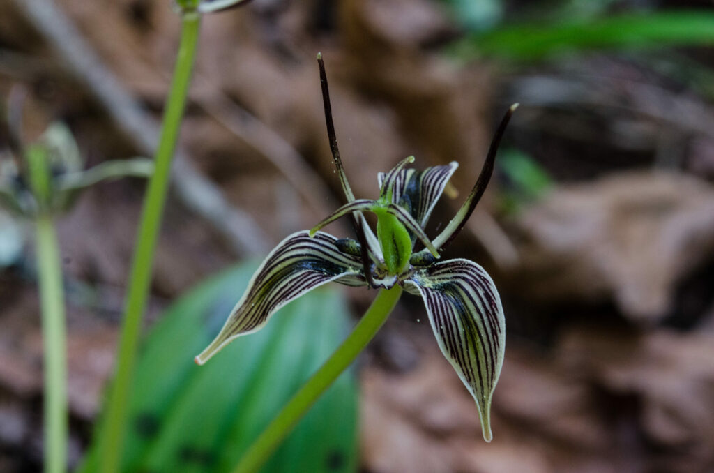 Fetid adder's tongue, Scoliopus bigelovii