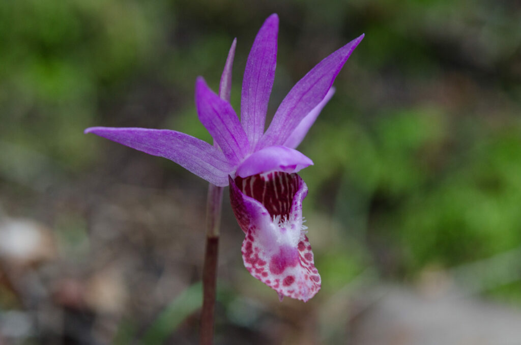 Calypso bulbosa