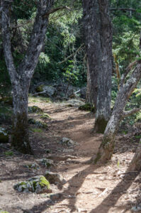 Benstein trail, Mt Tamalpais