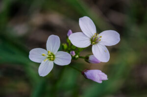 Cardamine californica, Laurel Dell wildflowers