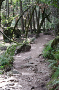 Cataract trail, Mt Tamalpais