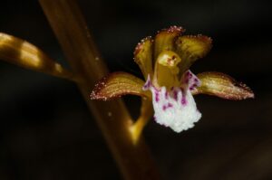 Spotted coralroot, Corallorhiza maculata