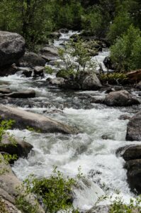 Caples Creek Wildflowers