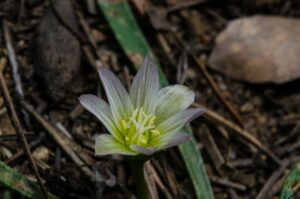 Alpine lewisia, Lewisia pygmae