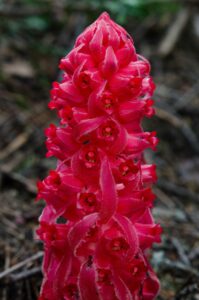 Snow Plant, Sarcodes sanguinea