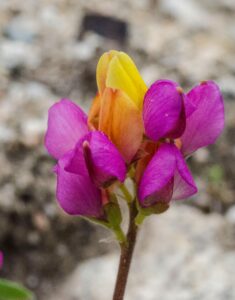 Lupinus stiversii, Harlequin Lupine