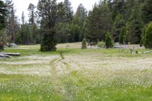 Jake Schneider Meadow with Bistort on the Caples Creek trail