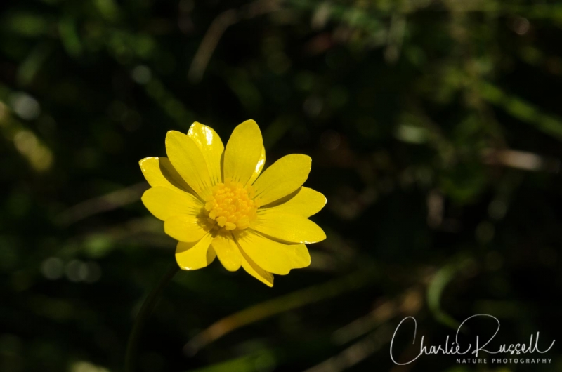 California buttercup, Ranunculus californicus