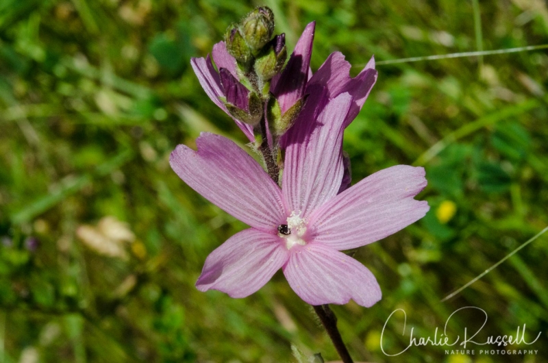 Checkerbloom, Sidalcea malviflora
