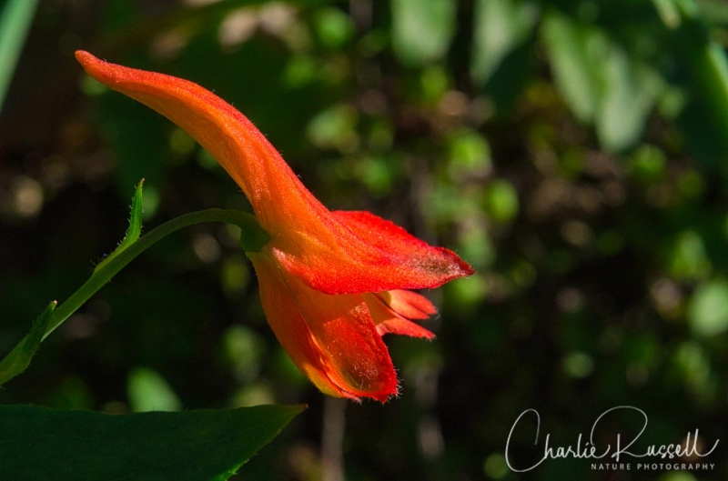 Red larkspur, Delphinium nudicaule