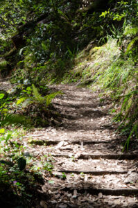 Kruse Rhododendron State Natural Reserve