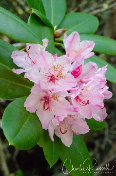California rhododendron, Rhododendron macrophyllum