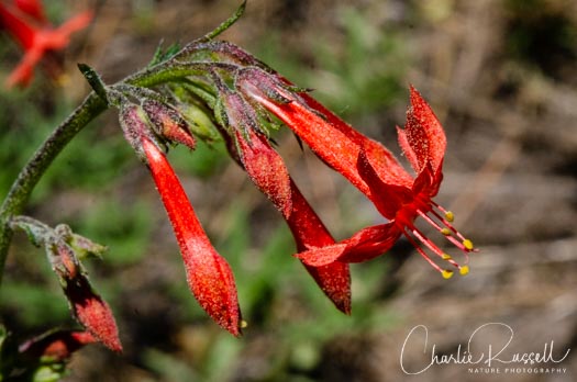 Scarlet gilia, Ipomopsis aggregata