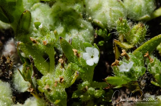 Harsh Popcornflower, Plagiobothrys hispidulus