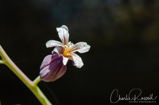 Mountain jewelflower, Streptanthus tortuosus