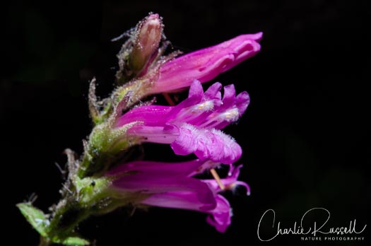 Mountain pride, Penstemon newberryi