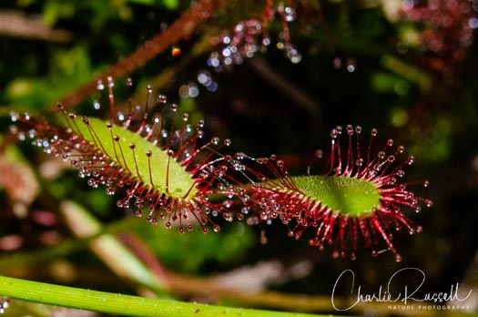 English sundew, Drosera anglica