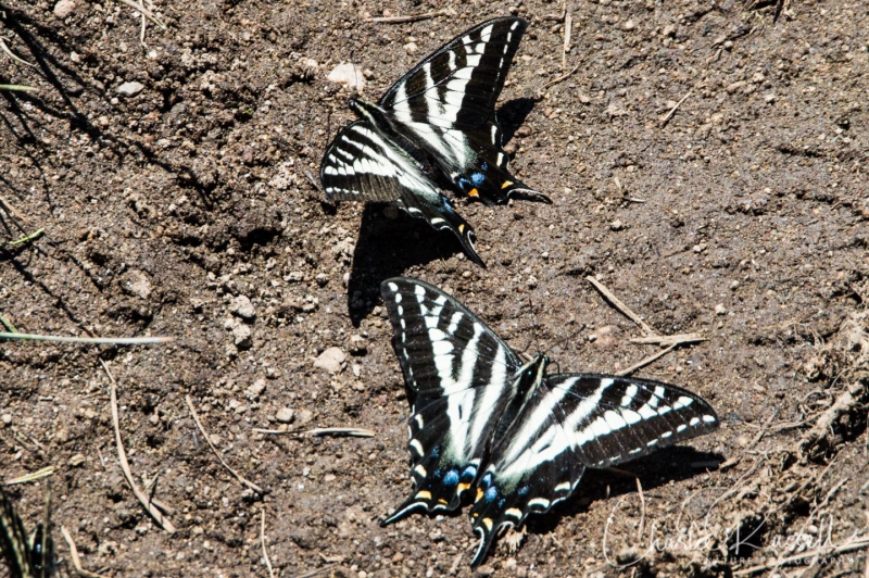 Pale Swallowtail Papilio eurymedon