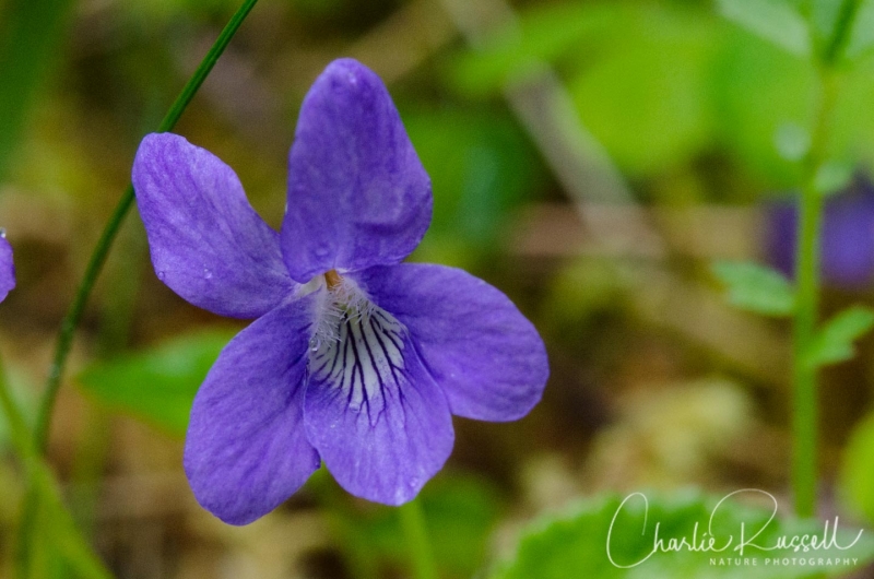 Common Dog Violet, Viola riviniana