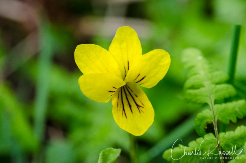 Yellow Wood Violet, Viola biflora