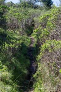 Hillside trail near 8b