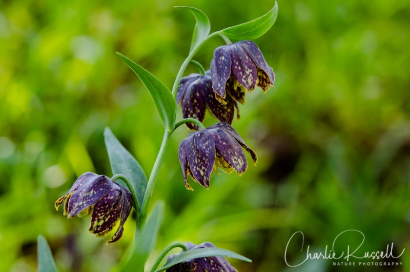 Checker lily, Fritillaria affinis, aka Mission bells