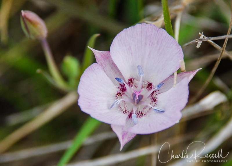 Oakland Mariposa Lily, Calochortus umbellatus, CNPS 4.2.
