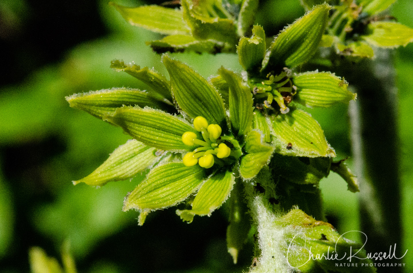 Green Corn Lily, Veratrum viride