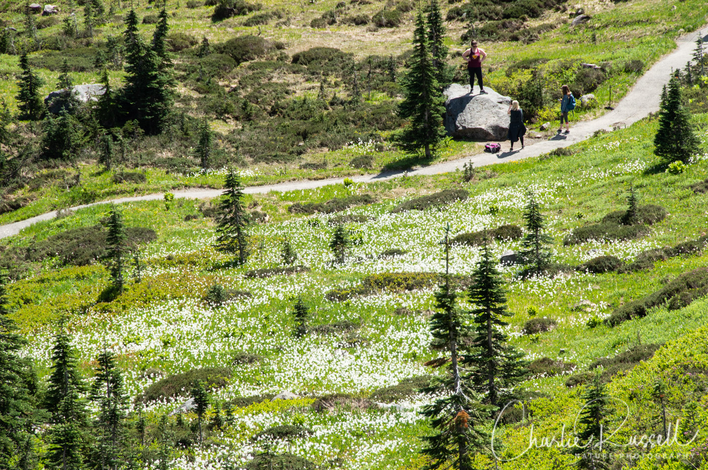 Mount Rainier Deadhorse Creek Wildflowers