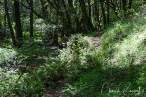 Trail alongside stream in Devil's Gulch