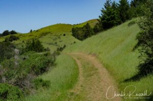 Madrone fire road