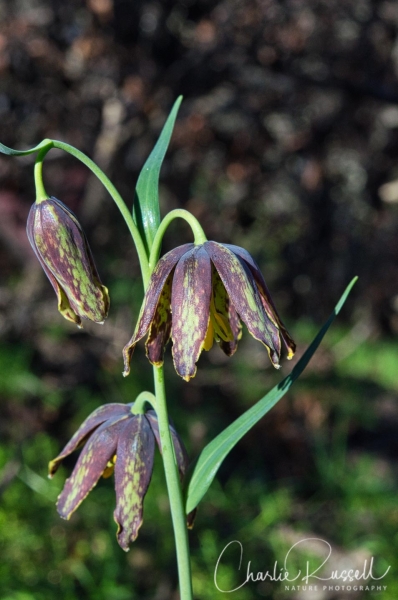 Checker lily, aka Mission bells. Fritillaria affinis