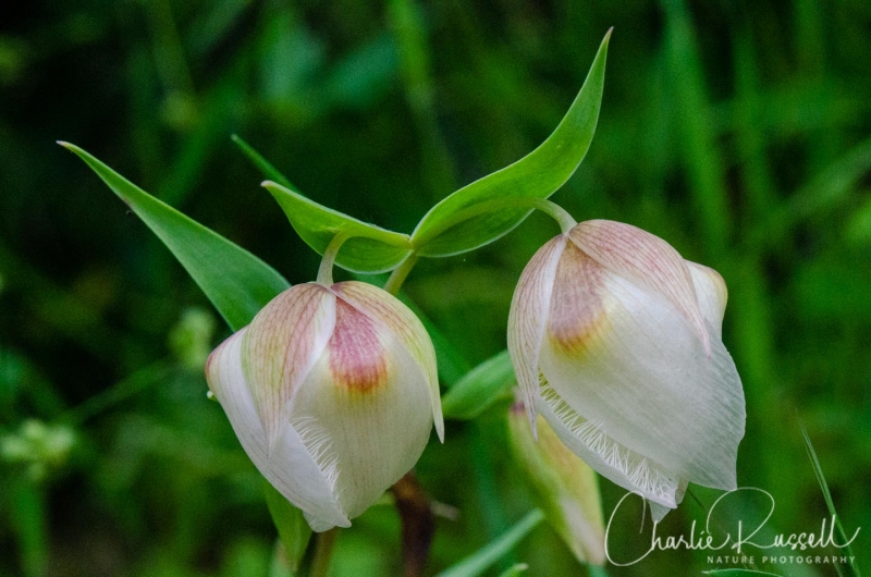 White fairy lantern, aka White globe lily. Calochortus albus