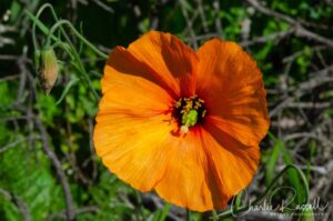 Sunol Regional Wilderness wildflowers - Wind poppy, Papaver heterophyllum