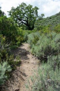 Heading up the McCorkle trail