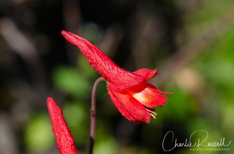 Red larkspur, Delphinium nudicaule