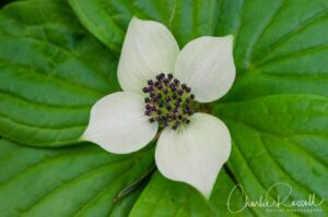 Bunchberry, Cornus unalaschkensis