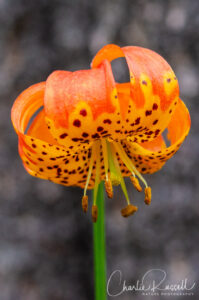 Leopard lily, Lilium pardalinum ssp. pardalinum