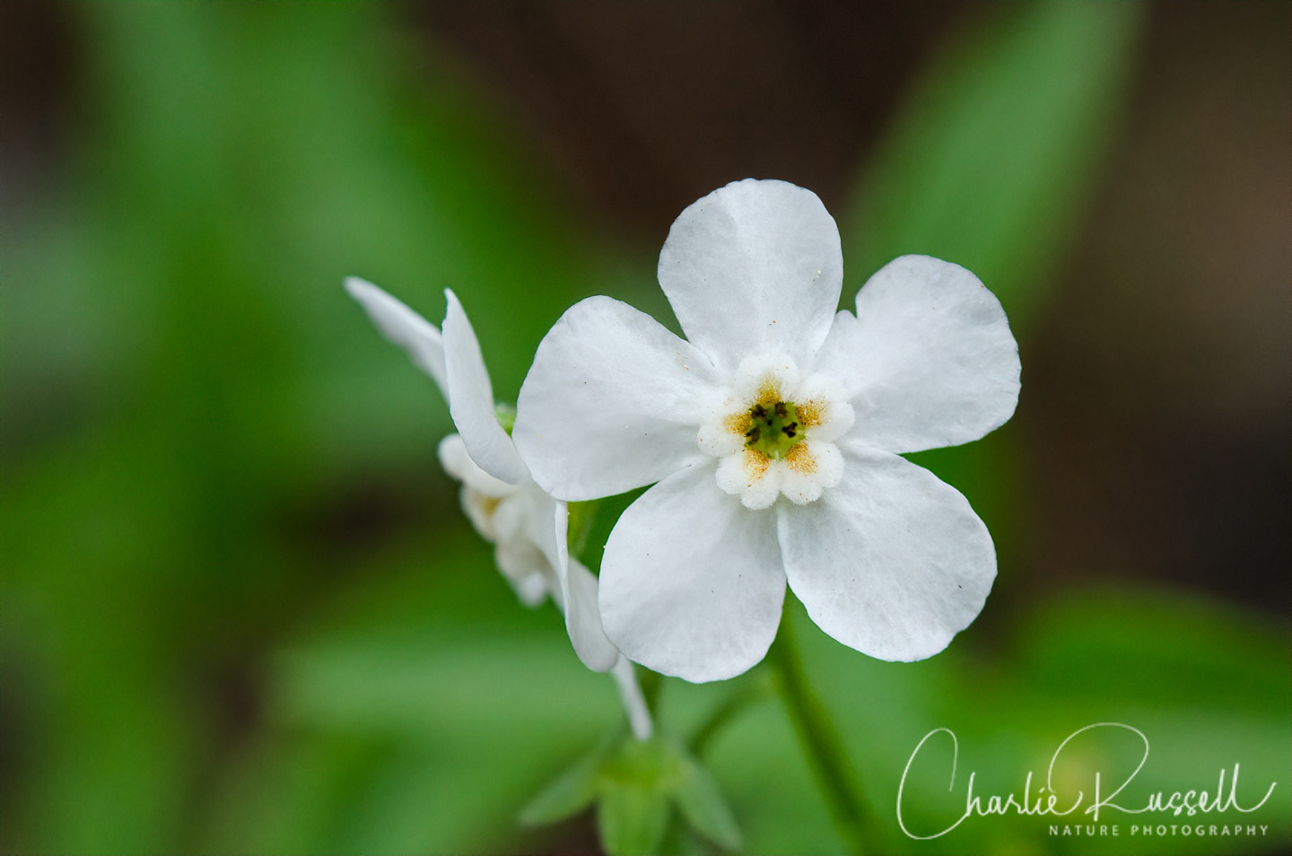 California stickseed, Hackelia californica