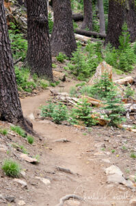 Mill Creek Falls trail, It starts off through mixed conifer