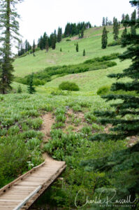 Mill Creek Falls trail. There is a small stream to cross, this is great place for wildflowers. Look close along the trailside