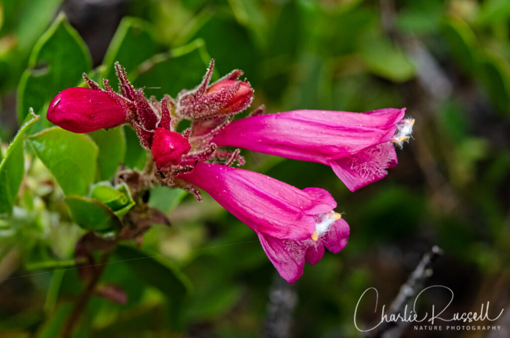 Mountain pride, Penstemon newberryi