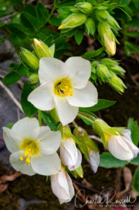 Blair Lake Meadow: Oregon polemonium, aka Great polemonium, Salmon polemonium. Polemonium carneum