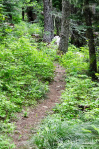 Blair Lake Meadow, trail past the meadow into the forest