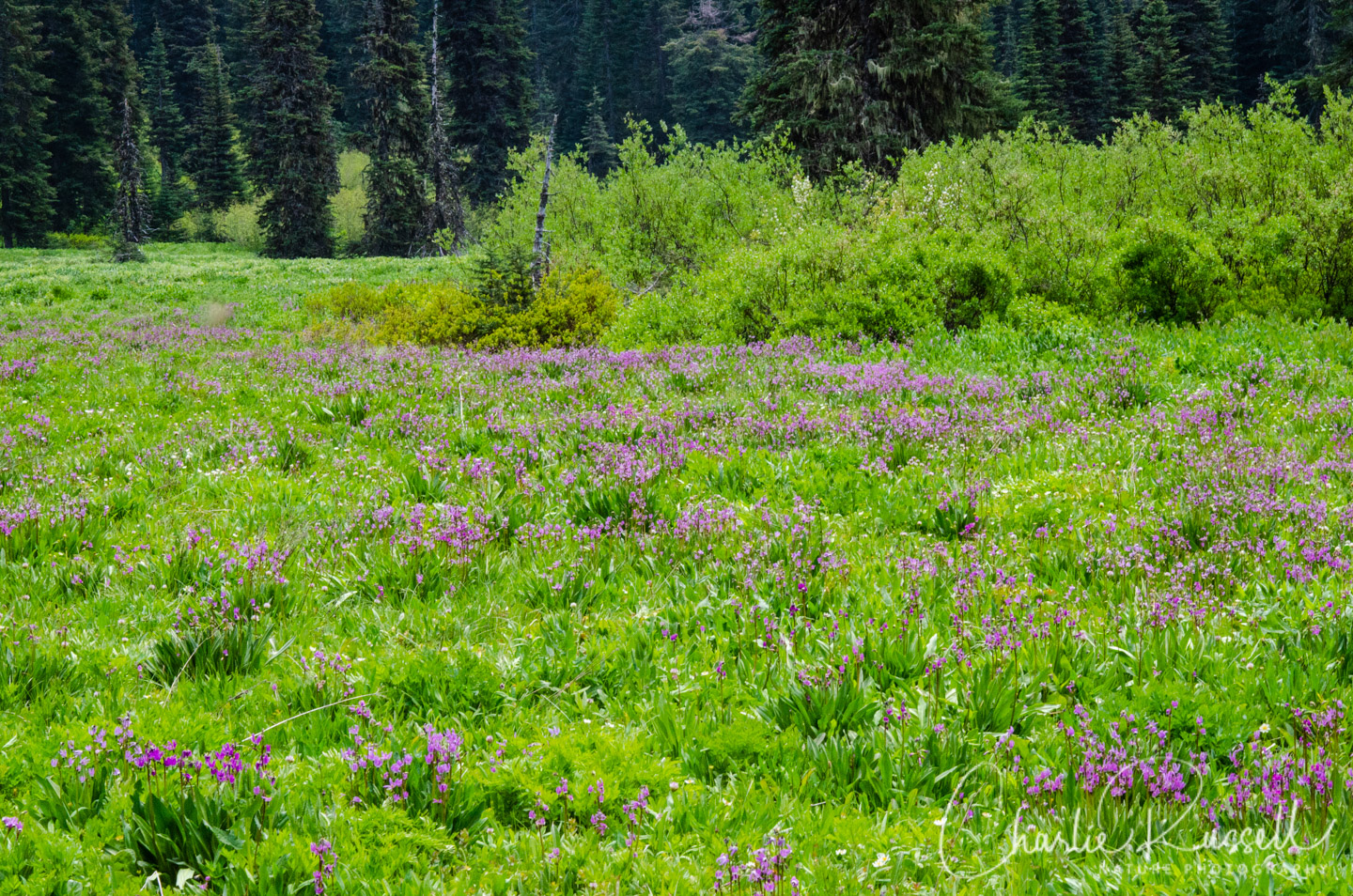 Blair Lake Meadow, meadow with masses of shooting stars