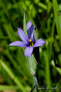Idaho blue-eyed grass, Sisyrinchium idahoense var. idahoense