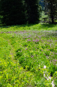 Blair Lake Meadow, trail across the meadow with masses of shooting stars and marsh marigolds